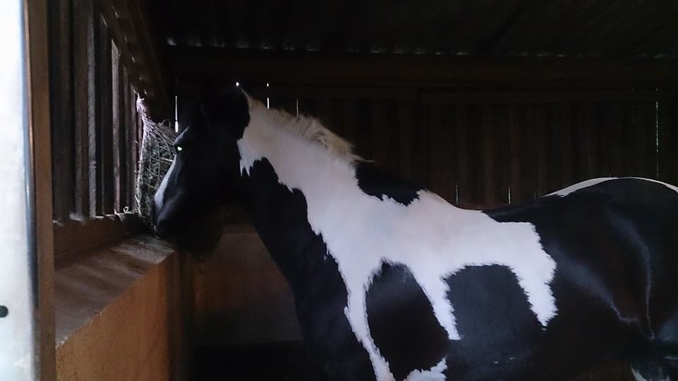 15.2 6yo piebald cob gelding